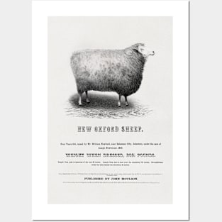 New Oxford Sheep (1853) by John Moulson Posters and Art